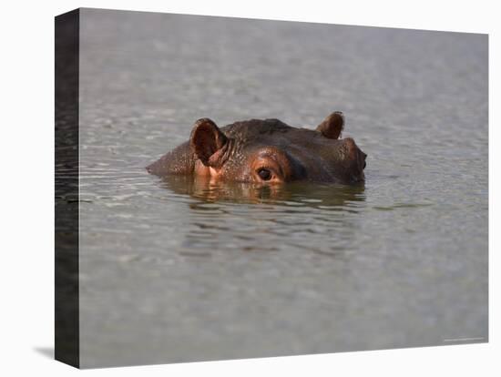 Hippo in Kruger National Park, Mpumalanga, South Africa-Ann & Steve Toon-Premier Image Canvas