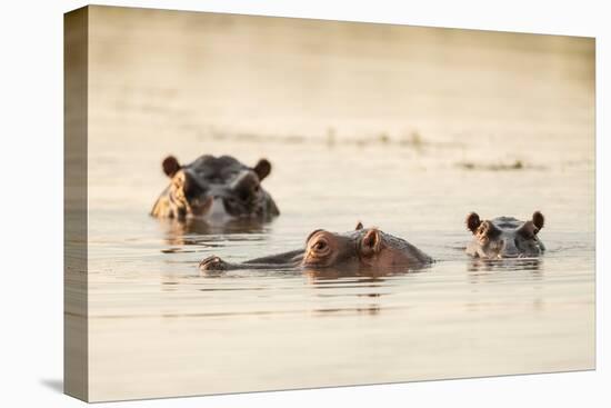 Hippo in Motlhabatsi River, Marataba, Marakele National Park-Ben Pipe-Premier Image Canvas