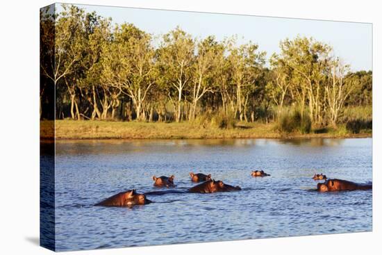 Hippo, Isimangaliso Greater St. Lucia Wetland Park, UNESCO World Heritage Site, South Africa-Christian Kober-Premier Image Canvas