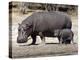 Hippo Mother with Young One-null-Premier Image Canvas