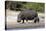 Hippo Mother with Young One-null-Premier Image Canvas