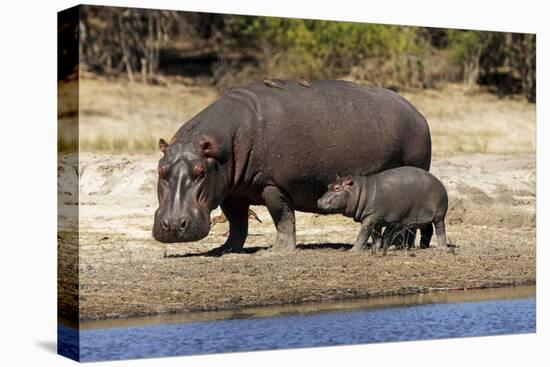 Hippo Mother with Young One-null-Premier Image Canvas