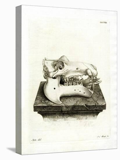 Hippo Skull-null-Premier Image Canvas