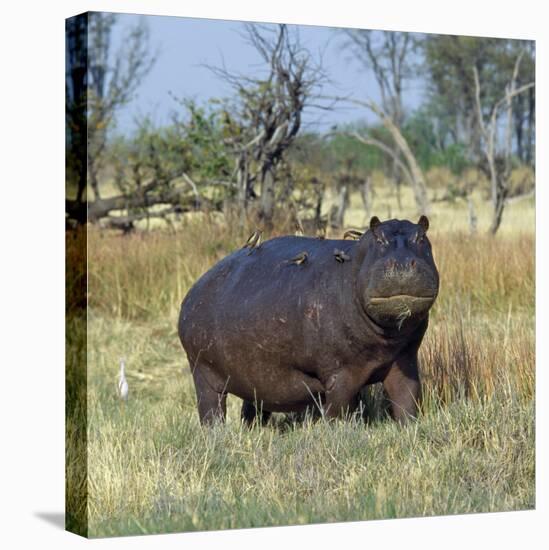 Hippo, with Red-Billed Oxpeckers (Tick Birds), Grazes, Okavango Swamp Edge, Moremi Wildlife Reserve-Nigel Pavitt-Premier Image Canvas