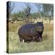 Hippo, with Red-Billed Oxpeckers (Tick Birds), Grazes, Okavango Swamp Edge, Moremi Wildlife Reserve-Nigel Pavitt-Premier Image Canvas