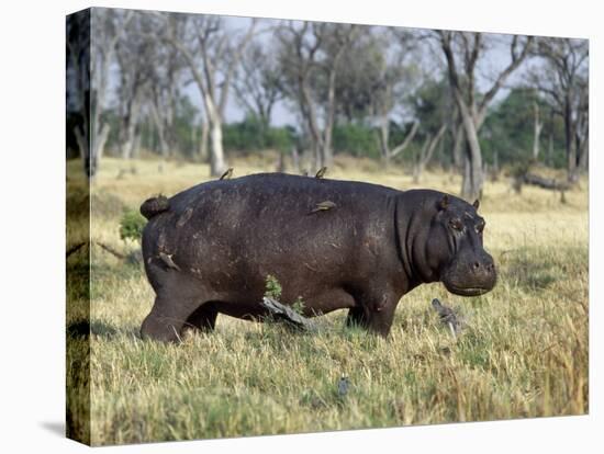 Hippo, with Red-Billed Oxpeckers (Tick Birds), Grazes, Okavango Swamp Edge, Moremi Wildlife Reserve-Nigel Pavitt-Premier Image Canvas