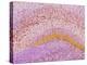 Hippocampus Brain Tissue-Thomas Deerinck-Premier Image Canvas