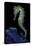Hippocampus Kuda (Common Seahorse, Estuary Seahorse, Yellow Seahorse, Spotted Seahorse)-Paul Starosta-Premier Image Canvas