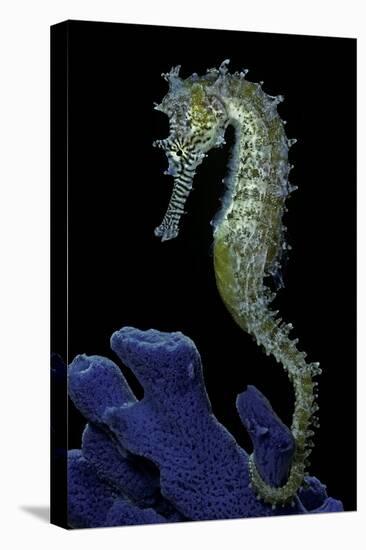 Hippocampus Kuda (Common Seahorse, Estuary Seahorse, Yellow Seahorse, Spotted Seahorse)-Paul Starosta-Premier Image Canvas