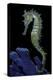 Hippocampus Kuda (Common Seahorse, Estuary Seahorse, Yellow Seahorse, Spotted Seahorse)-Paul Starosta-Premier Image Canvas