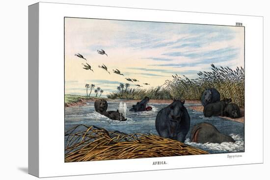 Hippopotamus, 1860-null-Premier Image Canvas