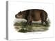 Hippopotamus, 1860-null-Premier Image Canvas