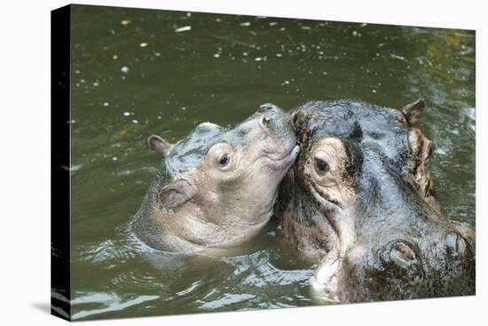 Hippopotamus Adult and Baby in Water-null-Premier Image Canvas