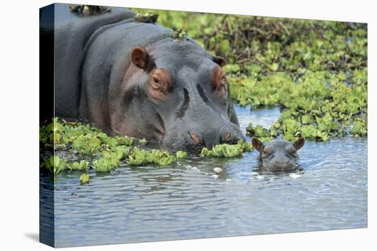 Hippopotamus Adult and Juvenile Heads in Weeds with Young-null-Premier Image Canvas