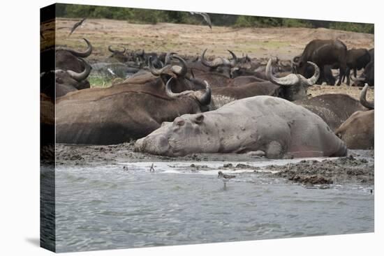 Hippopotamus and Buffalo, Queen Elizabeth National Park, Uganda, Africa-Janette Hill-Premier Image Canvas