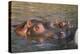 Hippopotamus and Young Cooling in Fresh Water-DLILLC-Premier Image Canvas