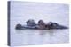 Hippopotamus and Young in the Water-DLILLC-Premier Image Canvas