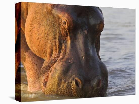 Hippopotamus at Sunrise, South Luangwa, Zambia-T.j. Rich-Premier Image Canvas