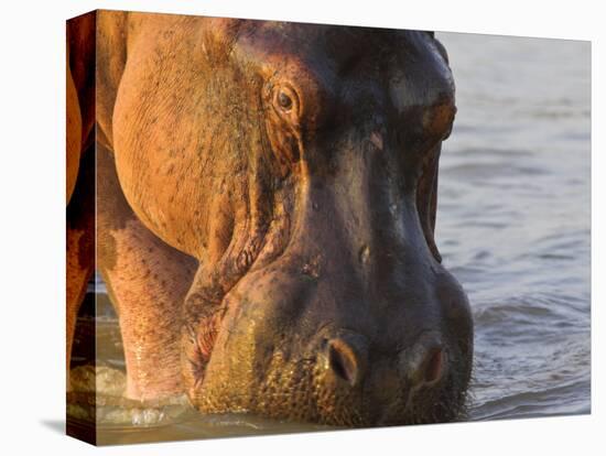 Hippopotamus at Sunrise, South Luangwa, Zambia-T.j. Rich-Premier Image Canvas