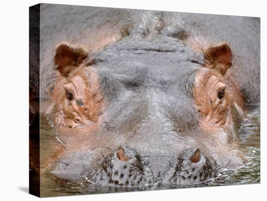 Hippopotamus Face Close-Up Surfacing from Water. Captive, Iucn Red List of Vulnerable Species-Eric Baccega-Premier Image Canvas