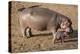 Hippopotamus, female with calf on land, Masai-Mara Game Reserve, Kenya-Denis-Huot-Premier Image Canvas