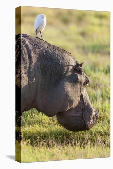 Hippopotamus Grazing, Amboseli National Park, Kenya-Martin Zwick-Premier Image Canvas