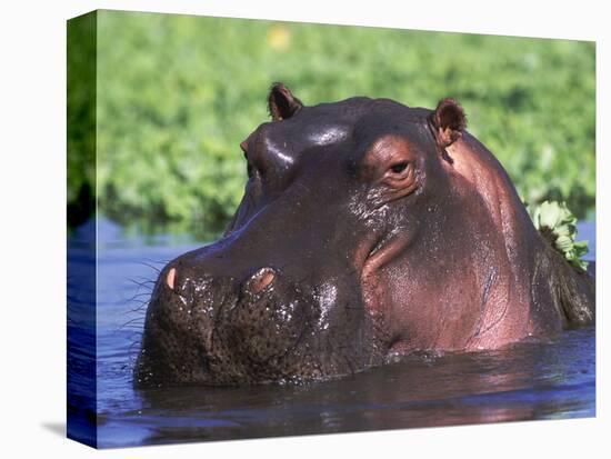 Hippopotamus Head Above Water, Kruger National Park, South Africa-Tony Heald-Premier Image Canvas