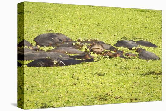 Hippopotamus (Hippopotamus Amphibious), Zambia, Africa-Janette Hill-Premier Image Canvas