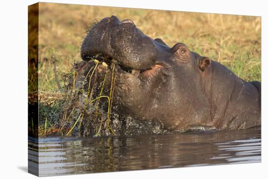 Hippopotamus (Hippopotamus amphibius) feeding, Chobe River, Botswana, Africa-Ann and Steve Toon-Premier Image Canvas