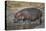 Hippopotamus (Hippopotamus Amphibius) in Shallow Water-James Hager-Premier Image Canvas