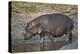 Hippopotamus (Hippopotamus Amphibius) in Shallow Water-James Hager-Premier Image Canvas