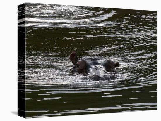 Hippopotamus (Hippopotamus Amphibius), Kariega Game Reserve, South Africa, Africa-Sergio Pitamitz-Premier Image Canvas