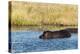 Hippopotamus (Hippopotamus Amphibius), Khwai Concession, Okavango Delta, Botswana, Africa-Sergio-Premier Image Canvas