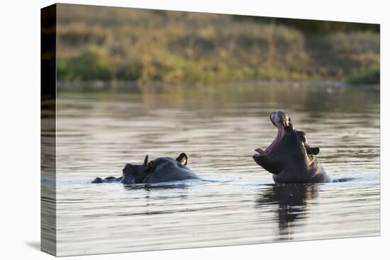 Hippopotamus (Hippopotamus Amphibius), Khwai Concession, Okavango Delta, Botswana, Africa-Sergio Pitamitz-Premier Image Canvas