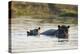 Hippopotamus (Hippopotamus Amphibius), Khwai Concession, Okavango Delta, Botswana, Africa-Sergio Pitamitz-Premier Image Canvas