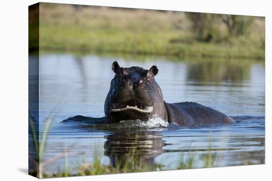 Hippopotamus (Hippopotamus amphibius), Khwai Conservation Area, Okavango Delta, Botswana, Africa-Sergio Pitamitz-Premier Image Canvas
