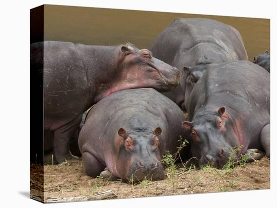 Hippopotamus (Hippopotamus Amphibius), Masai Mara, Kenya, East Africa, Africa-Sergio Pitamitz-Premier Image Canvas