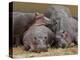 Hippopotamus (Hippopotamus Amphibius), Masai Mara, Kenya, East Africa, Africa-Sergio Pitamitz-Premier Image Canvas