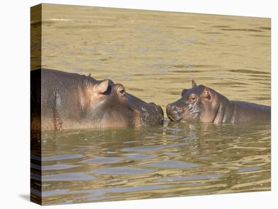 Hippopotamus (Hippopotamus Amphibius) Mother and Baby, Masai Mara National Reserve, Kenya-James Hager-Premier Image Canvas