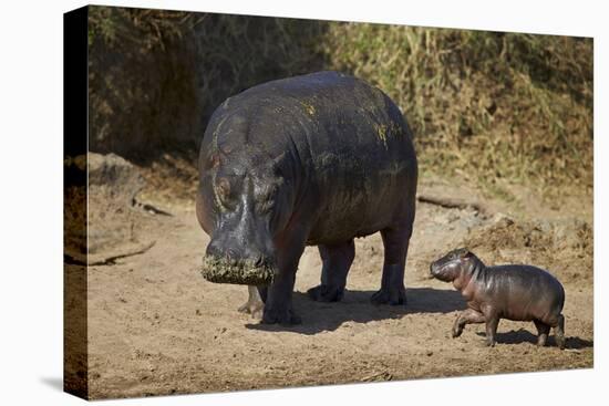 Hippopotamus (Hippopotamus Amphibius) Mother and Baby Out of the Water-James Hager-Premier Image Canvas