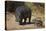 Hippopotamus (Hippopotamus Amphibius) Mother and Baby Out of the Water-James Hager-Premier Image Canvas