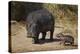 Hippopotamus (Hippopotamus Amphibius) Mother and Baby Out of the Water-James Hager-Premier Image Canvas