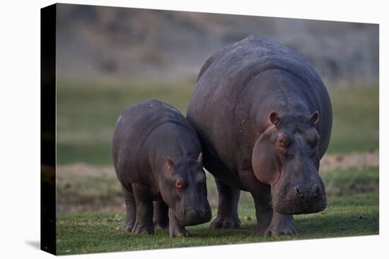 Hippopotamus (Hippopotamus amphibius) mother and baby, Ruaha National Park, Tanzania, East Africa,-James Hager-Premier Image Canvas