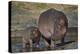 Hippopotamus (Hippopotamus Amphibius) Mother and Calf-James Hager-Premier Image Canvas