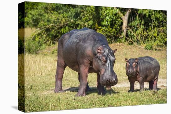 Hippopotamus (Hippopotamus Amphibius) Mother-Michael Runkel-Premier Image Canvas