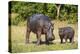 Hippopotamus (Hippopotamus Amphibius) Mother-Michael Runkel-Premier Image Canvas