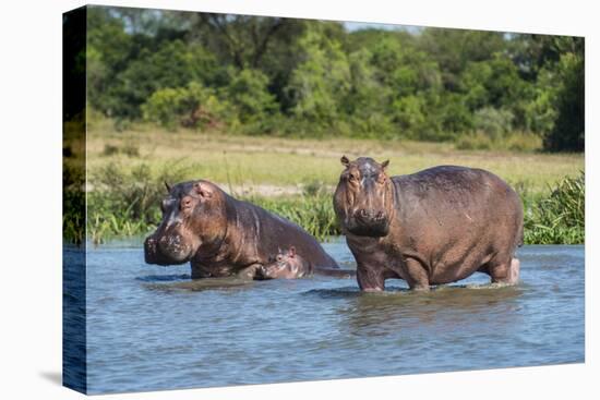 Hippopotamus (Hippopotamus Amphibius), Murchison Falls National Park, Uganda, East Africa, Africa-Michael Runkel-Premier Image Canvas