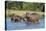 Hippopotamus (Hippopotamus Amphibius), Murchison Falls National Park, Uganda, East Africa, Africa-Michael Runkel-Premier Image Canvas