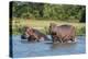 Hippopotamus (Hippopotamus Amphibius), Murchison Falls National Park, Uganda, East Africa, Africa-Michael Runkel-Premier Image Canvas