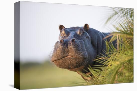 Hippopotamus (Hippopotamus Amphibius) Out of the Water, Peering around Vegetation-Wim van den Heever-Premier Image Canvas